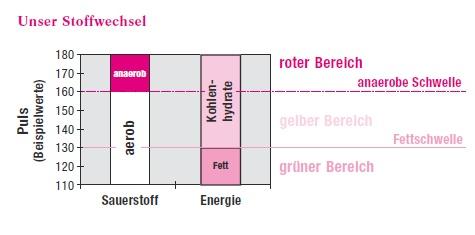 Grafik – Der menschliche Stoffwechsel