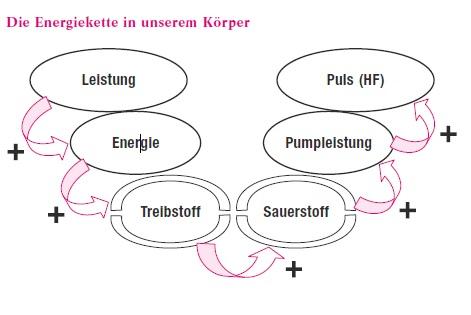 Grafik – Die Energiekette im menschlichen Körper